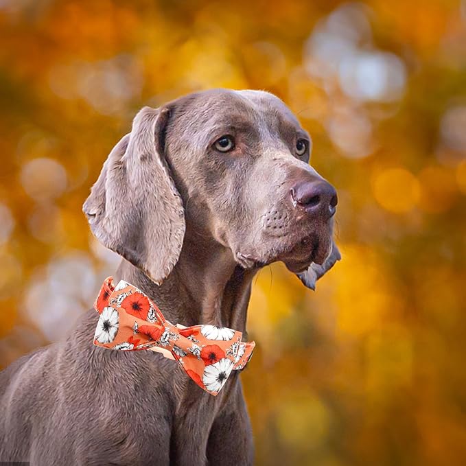 Fall Dog Collar, Pet Collar Bow Floral Pet Collar Girl Boy Holiday Collars Gift - Image 4
