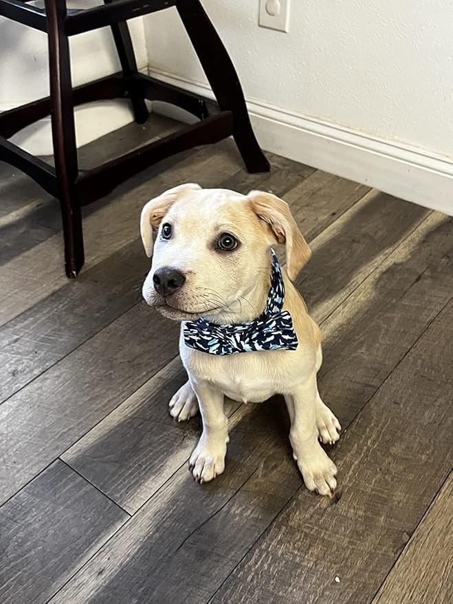 Elegant Little Tail Bowtie Collar - Image 6
