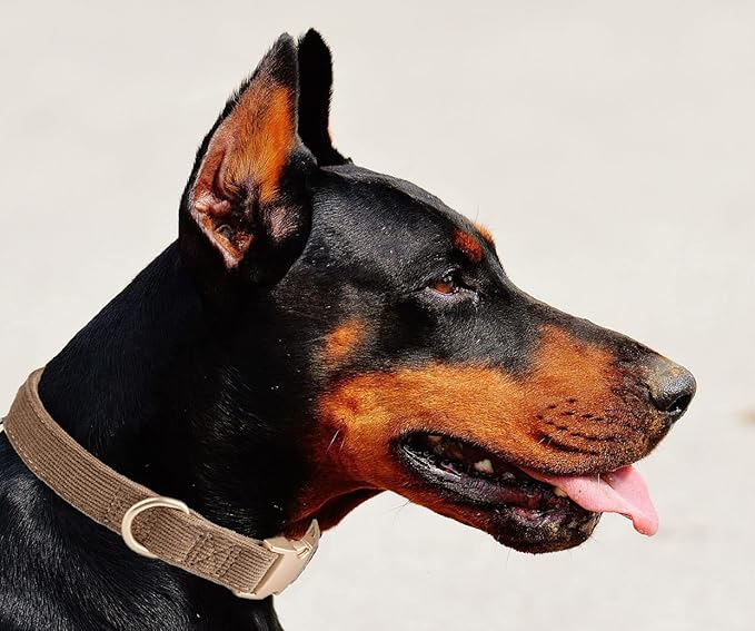 Soft Cotton Dog Collar with Metal Buckle Adjustable Heavy Duty Comfy Corduroy - Image 5