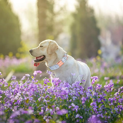 Unique style paws Dog Collar Metal Buckle Blue Striped Flower Collar Gift - Image 3