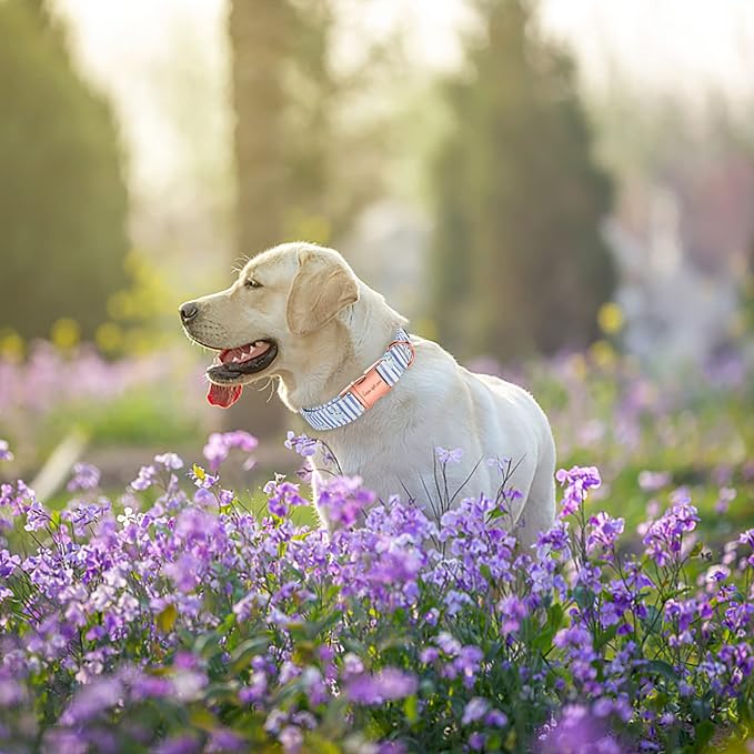 Unique style paws Dog Collar Metal Buckle Blue Striped Flower Collar Gift - Image 4