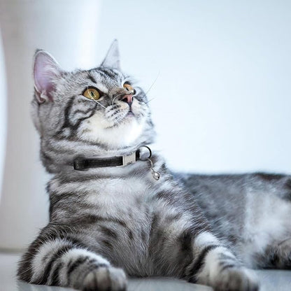 Leather Cat Collar with Buckle and Removable Bell - Image 6