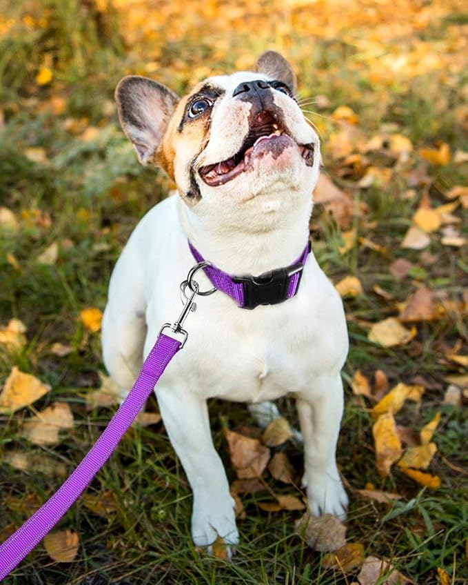 Reflective Dog Collar with Buckle Adjustable Safety Nylon Collars - Image 8