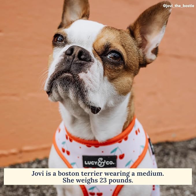 Lucy & Co. Cheery Cherries, Cute Reversible Dog Harness Walking Halter - Image 3