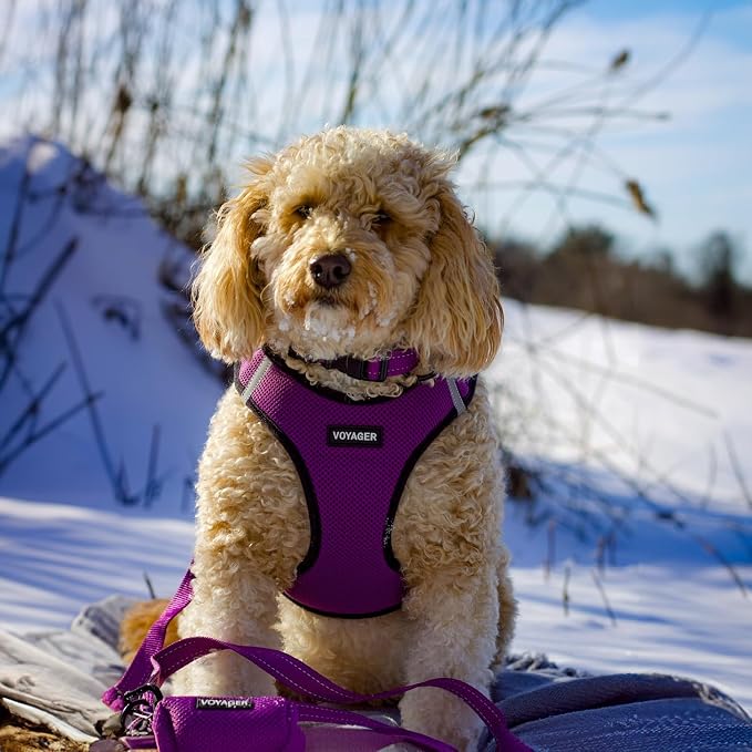 Best Pet Supplies Voyager Reflective Dog Leash or Collar - Image 5