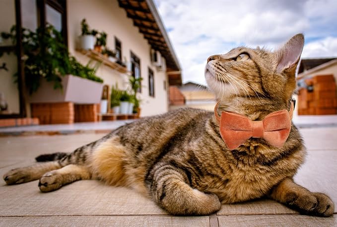 Cat Collar Breakaway with Bell and Removable Bow Tie Safety Buckle Velvet - Image 7