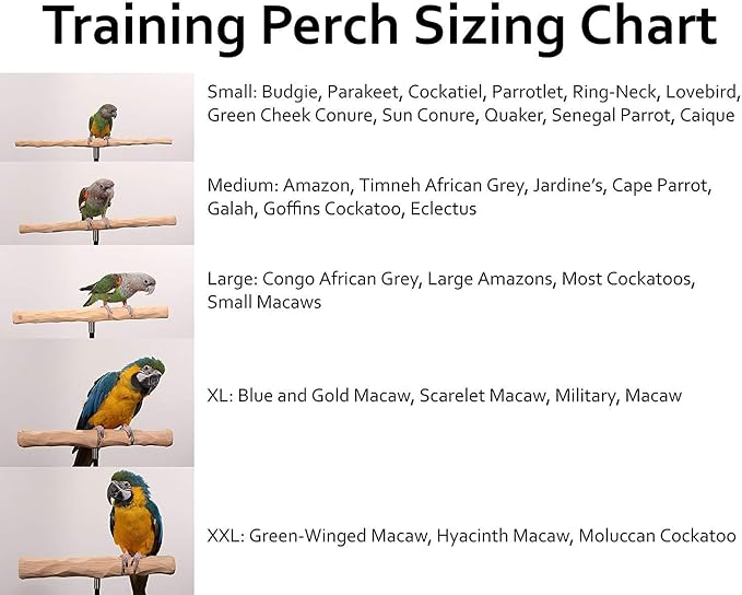 Parrot Training Perch Stand - Image 4