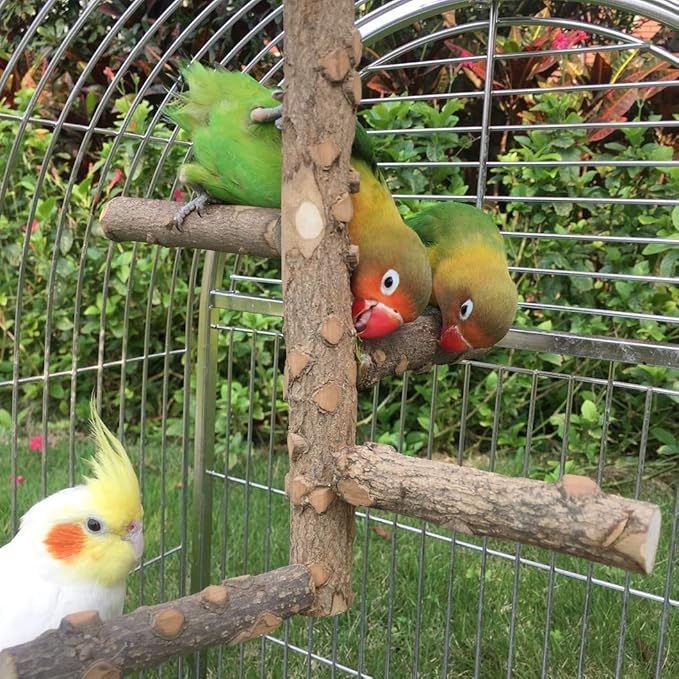 Bird Perch Nature Wood Stand for 3-4pcs Small Medium Parrots - Image 6