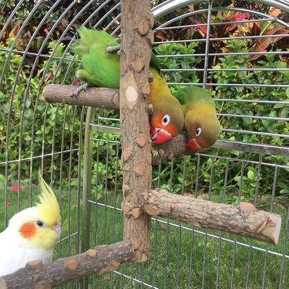 Bird Perch Nature Wood Stand for 3-4pcs Small Medium Parrots - Image 6
