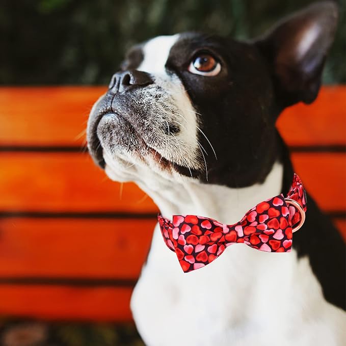 MR. CHUBBYFACE Valentines' Dog Collar - Image 4