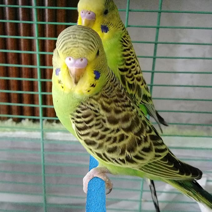 Parakeet Bird Perches for Cage - Image 4