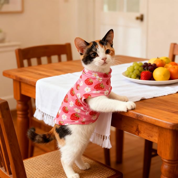 EXPAWLORER Soft Cat Sweater - Image 6