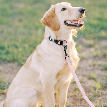 Best Pet Supplies Voyager Reflective Dog Leash or Collar - Image 4