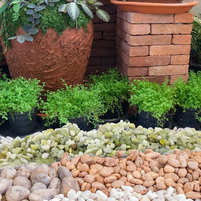 10LB Succulent and Cactus Pebbles, 1/5 Inch Jade Natural Decorative Polished - Image 4