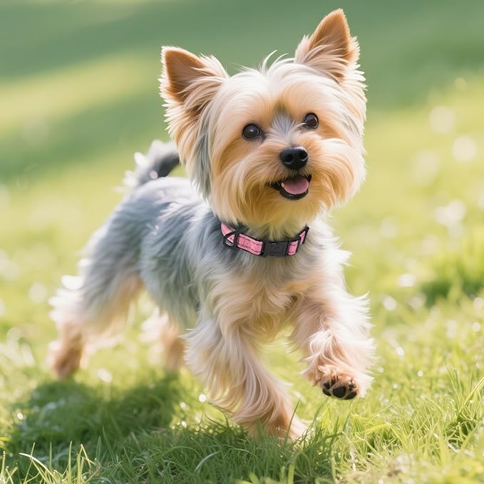 Joytale Reflective Dog Collar, Soft Neoprene Padded, Metal D-Ring, Nylon Pet - Image 6