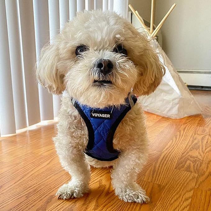 Best Pet Supplies - Image 7