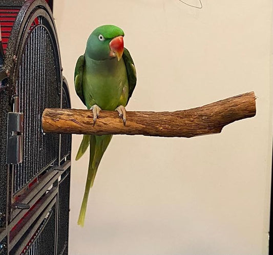 Polly's Hardwood Bird Perch - Image 2