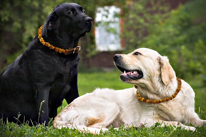 Baltic Amber Dog & Cat Collar - Image 2