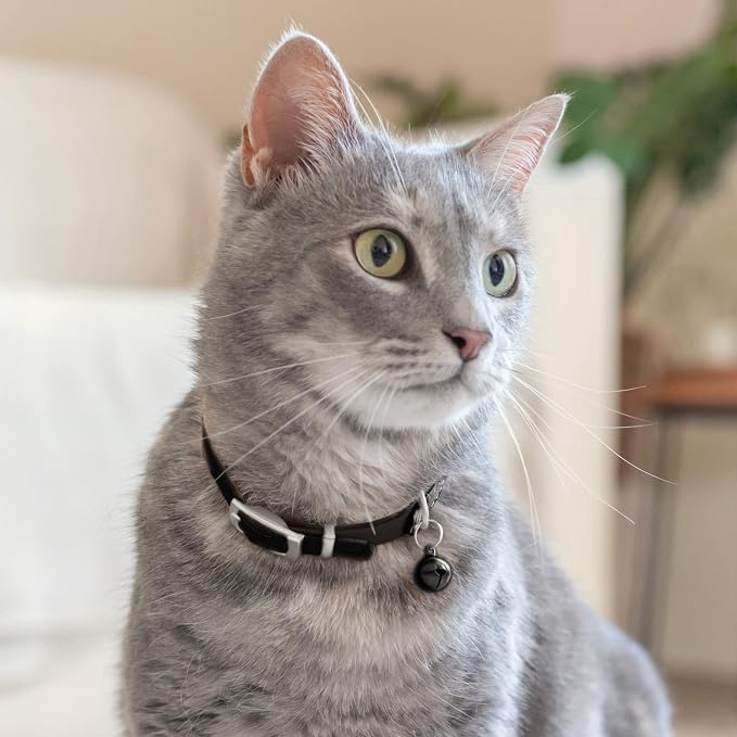 CollarDirect Leather Cat Collar - Image 6