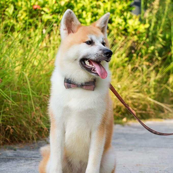 Faleela Cute Soft Girl Dog Collar - Image 4