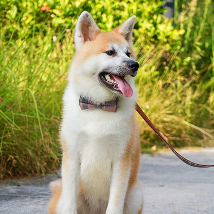 Faleela Cute Soft Girl Dog Collar - Image 4