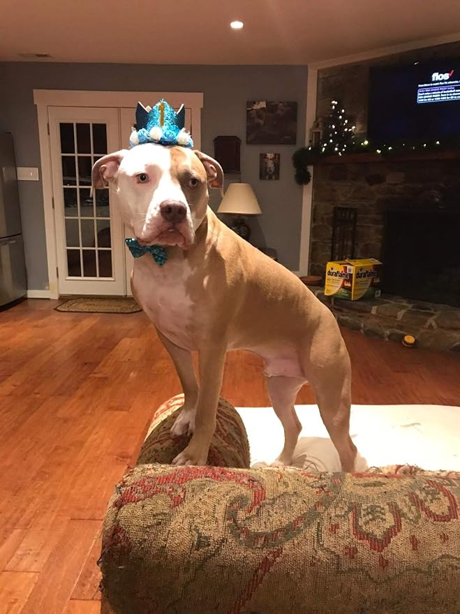 PET SHOW Blue Crown Dog Birthday Hat - Image 8