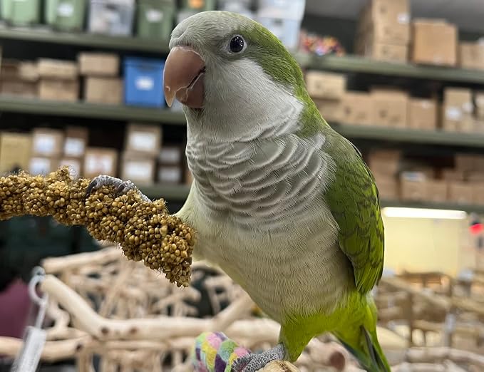 Birds LOVE Economy Special Spray Millet | GMO-Free - Image 7