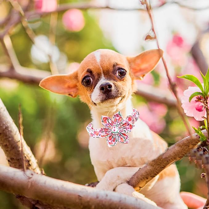 Lionheart Glory Pink Peach Dog Collar - Image 5