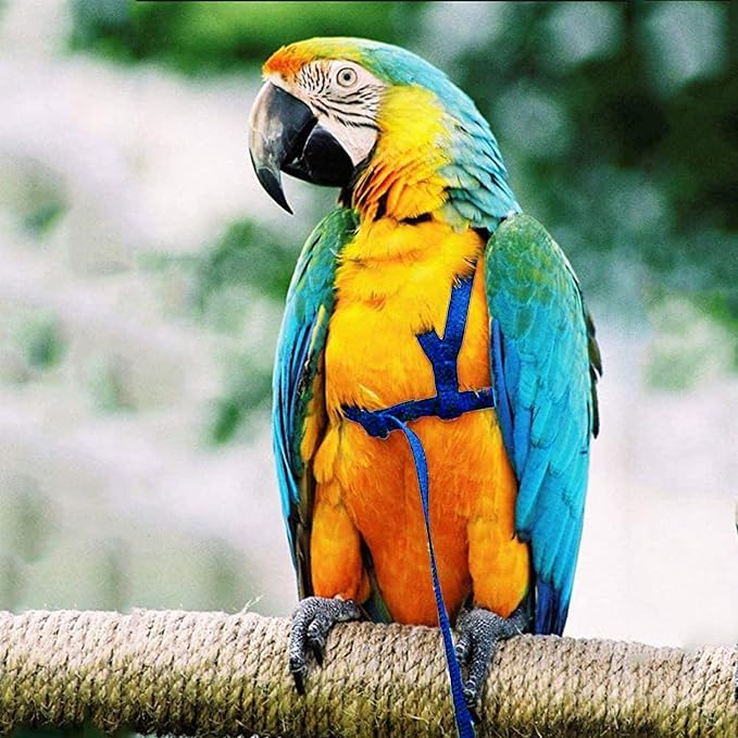 Dnoifne Parrot Harness and Leash, Adjustable Training Design Anti-Bite - Image 2