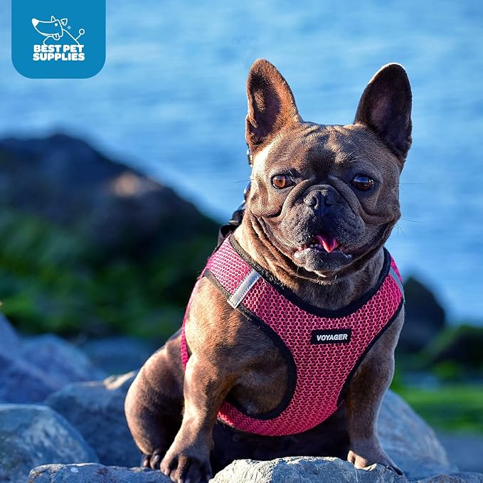 Best Pet Supplies - Image 9