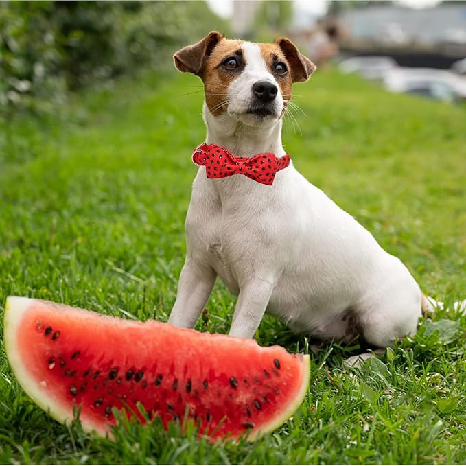 Lionheart glory Dog Collar, Watermelon Dog Collar - Image 6