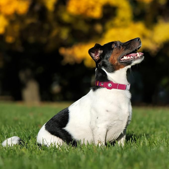 AirTag Dog Collar for Small Medium Large Breed - Image 7
