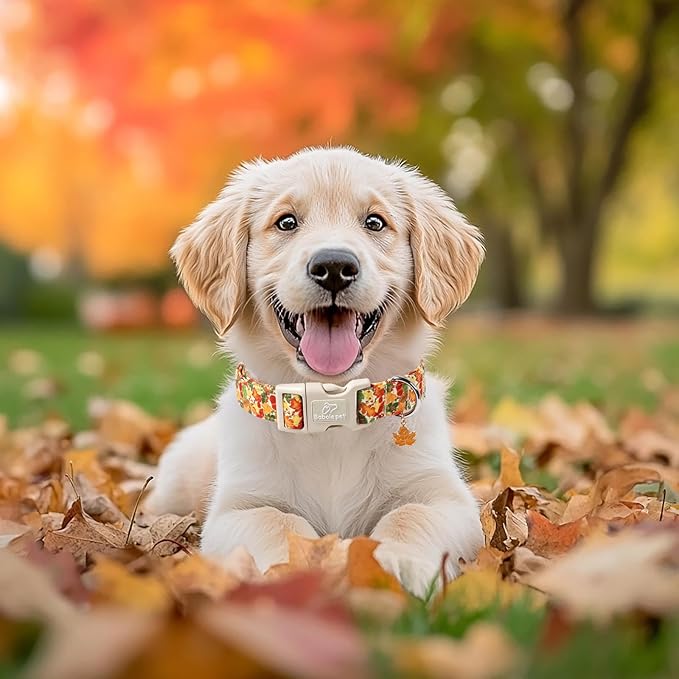 Fall Dog Collar Cute Autumn Leaves Puppy Collar - Image 2