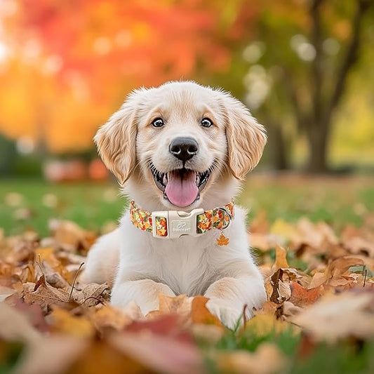 Fall Dog Collar Cute Autumn Leaves Puppy Collar - Image 2