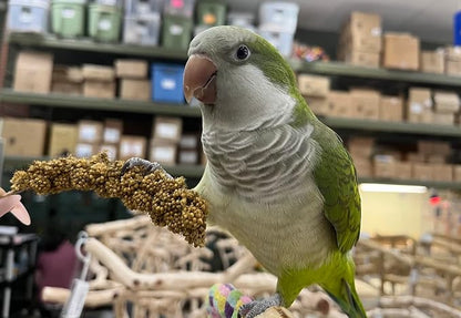 Birds LOVE Economy Special Spray Millet GMO-Free - Image 7