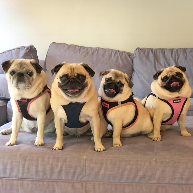 Best Pet Supplies Voyager Step-in Air Harness - Image 7