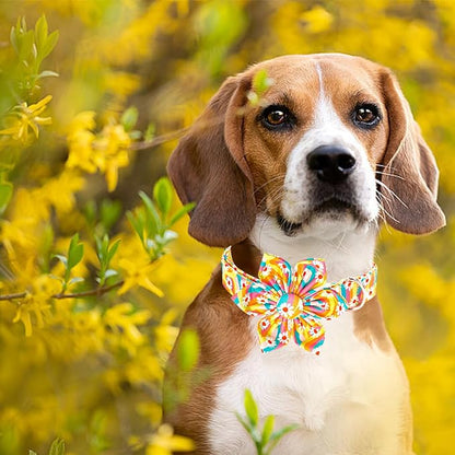 Lionheart glory Dog Collar - Image 4