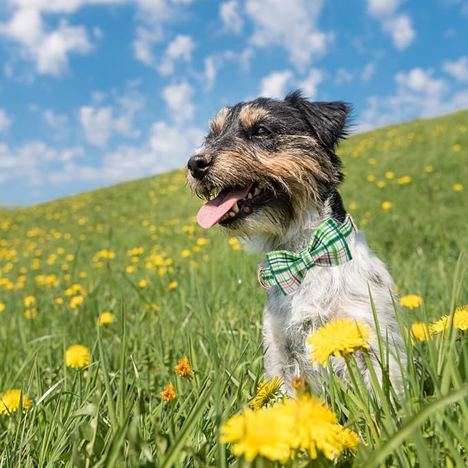 Elegant Little Tail Dog Collar - Image 5