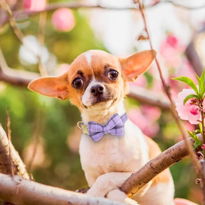 Beirui Cute Extra Small Dog Harness Collar and Leash Set - Image 5