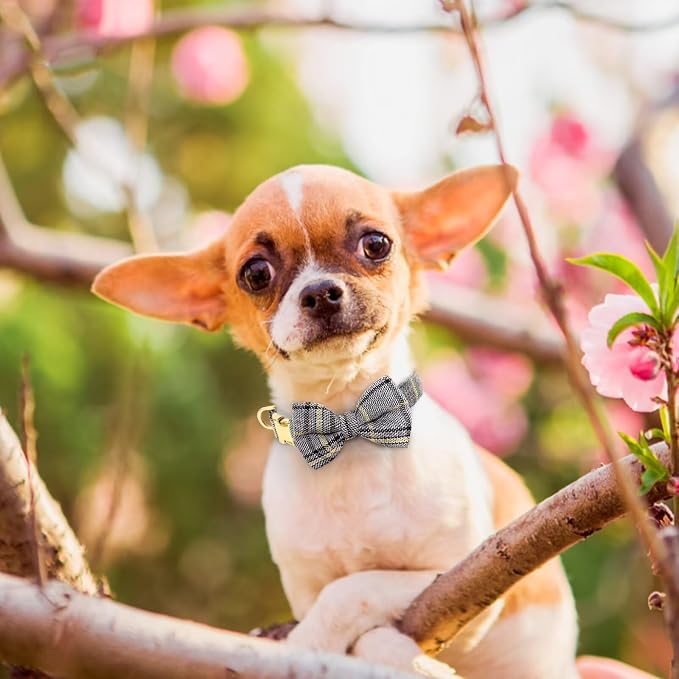 Beirui Cute Extra Small Dog Harness Collar and Leash Set - Image 5