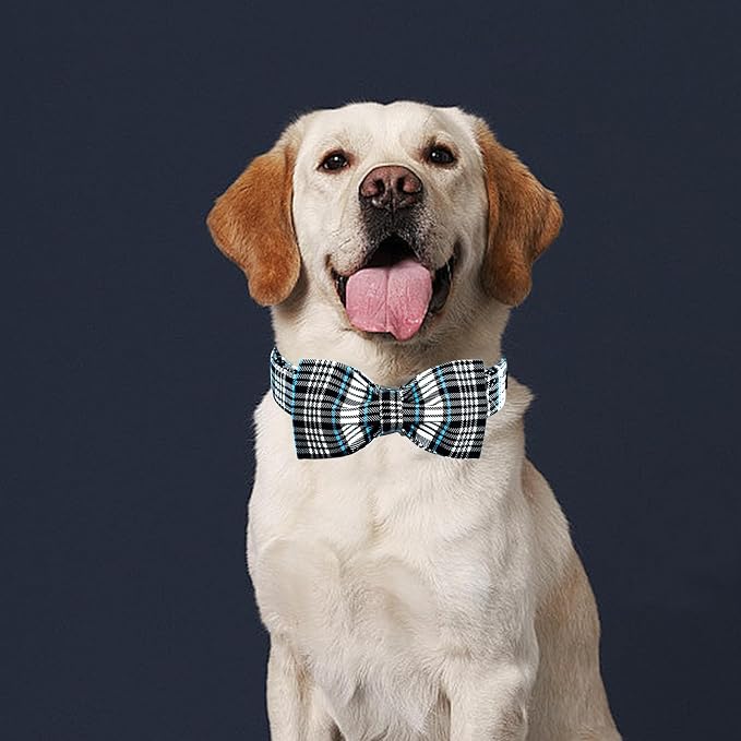 Lionheart glory Dog Bow Collar Blue and Black Plaid Dog Collar - Image 4