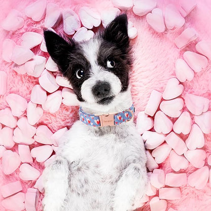 Unique style paws Valentine's Day Dog Collar Metal Buckle Collar Blue Pink Love - Image 5
