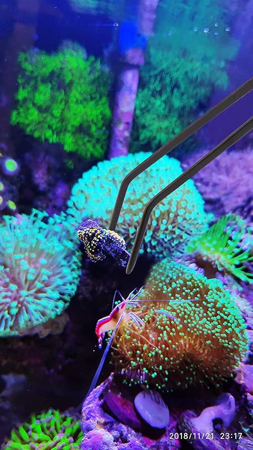Aquarium Choice Coral Feeder Long Syringe, 2 Units, SPS HPS Marine Reef Coral - Image 6