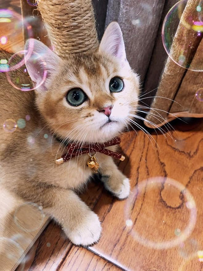 PetSoKoo Cute Bowtie Cat Collar - Image 5