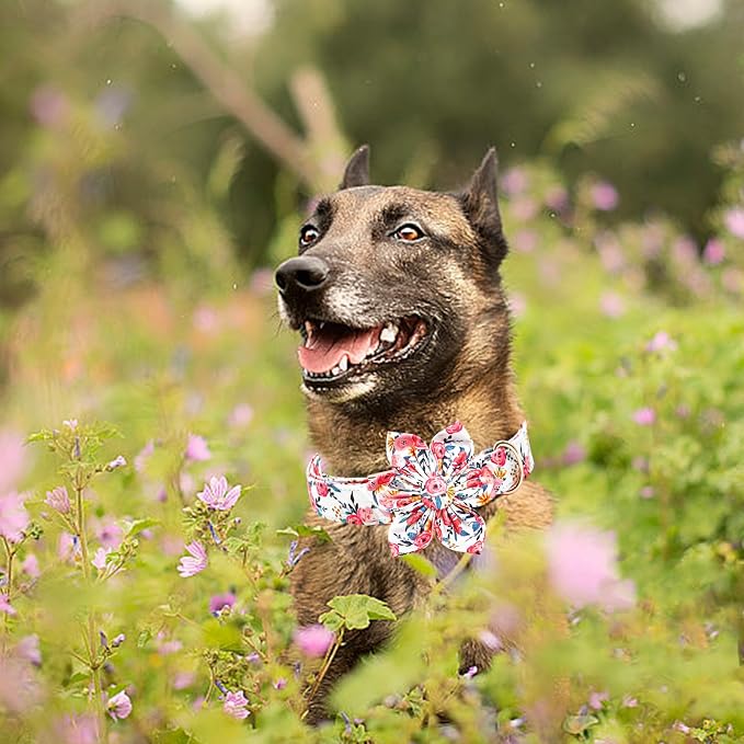 Lionheart Glory Floral Dog Collar - Image 6