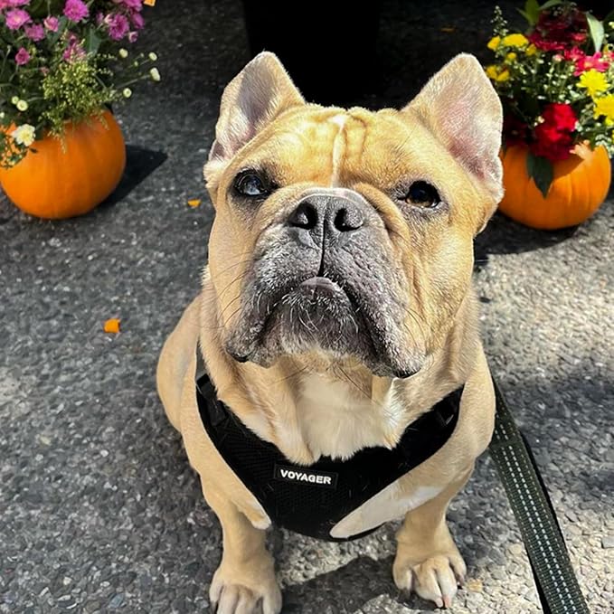 Voyager Step-in Pet Harness - Image 8