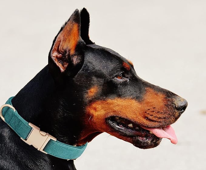 Soft Cotton Dog Collar with Metal Buckle Adjustable Heavy Duty Comfy Corduroy - Image 6