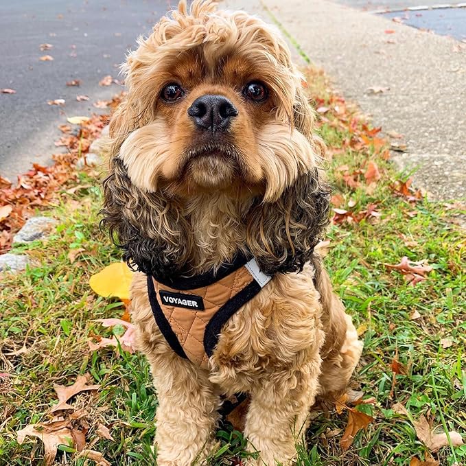 Best Pet Supplies - Image 7