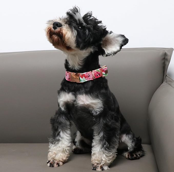 Unique Style Paws Dog Collar Metal Buckle Watermelon Cute Collar - Image 3