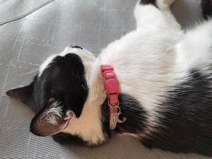 Rhinestone Cat Collar Breakaway - Image 4